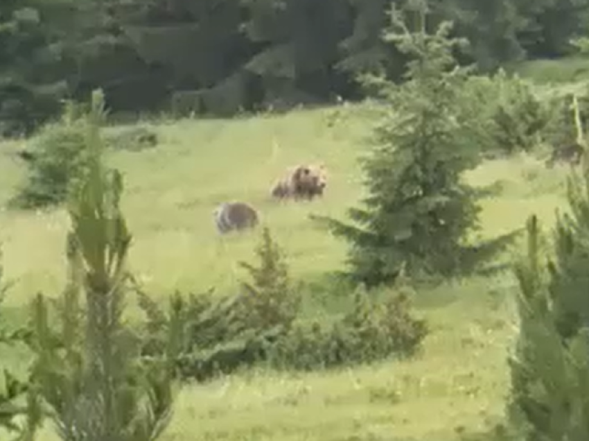 Grumbuj arinjsh shfaqen në Rugovë, qytetarët i shohin nga afër 