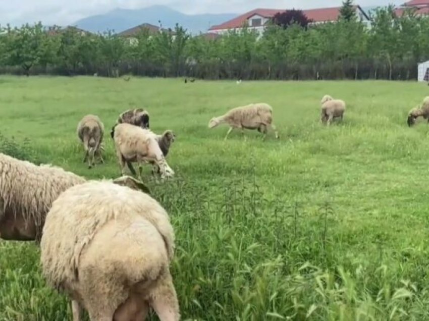 Blegtoria shqiptare po shuhet! Vetëm vitin e fundit, numri i gjedhëve është pakësuar me 35 mijë