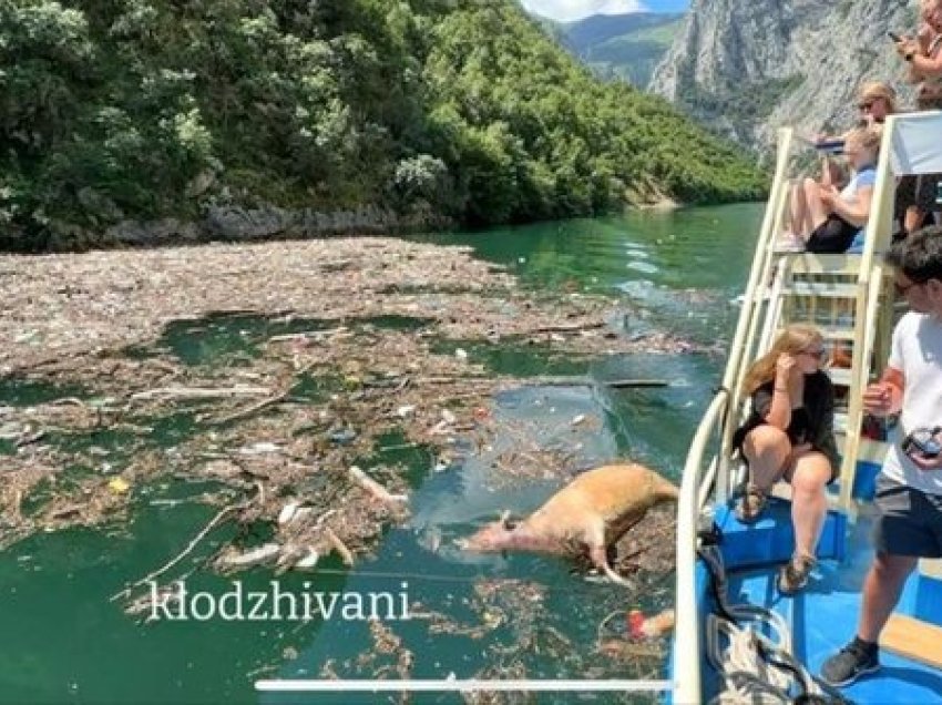 Masakër në liqenin e Komanit/ Në mes të sezonit mbulohet nga mbeturinat dhe kafshët e ngordhura