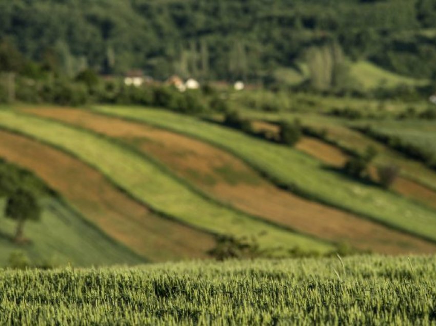 Hapet aplikimi për subvencione në bujqësi, ministri Peci tregon vlerën për produkte