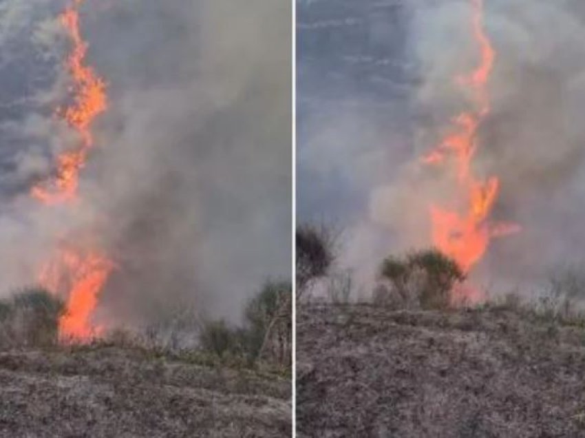 Lushnjë/ Përfshihet nga flakët sipërfaqja me ullishte në fshatin Dushk, zjarrfikëset ndodhen në vendngjarje