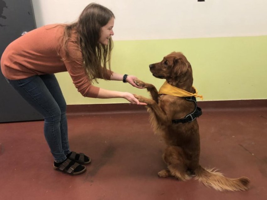 Qentë mund të zbulojnë stresin e traumës duke nuhatur frymën e njerëzve, tregon studimi