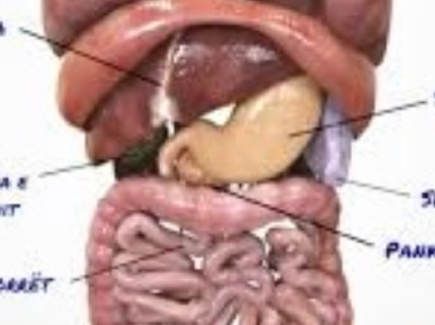 Këto janë 6 organet e trupit pa të cilat mund të jetojë njeriu