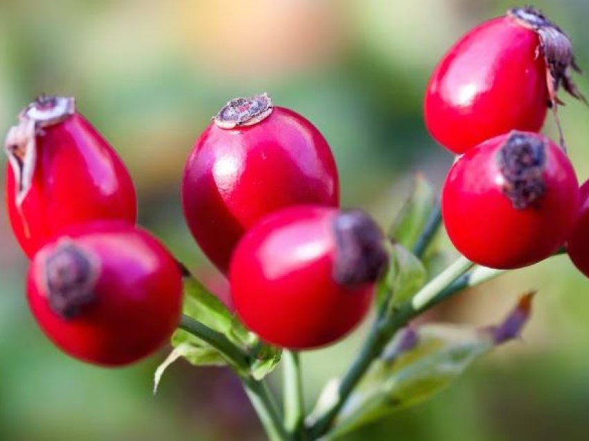  Me veti anti-plakje dhe i pasur me vitaminë C, këto janë vetitë shëruese të trëndafilit të egër 