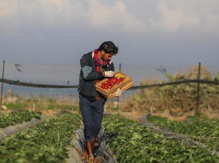 Mungesa e fuqisë punëtore, Shqipëria në negociata për të marrë 40 mijë punonjës të huaj