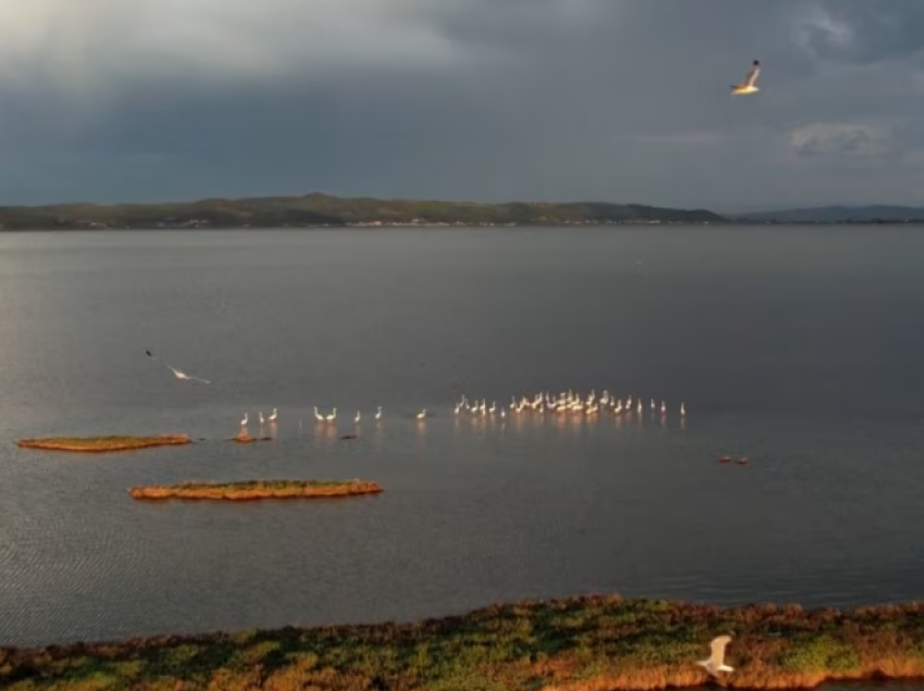 Më pak zogj shtegtarë në lagunat shqiptare