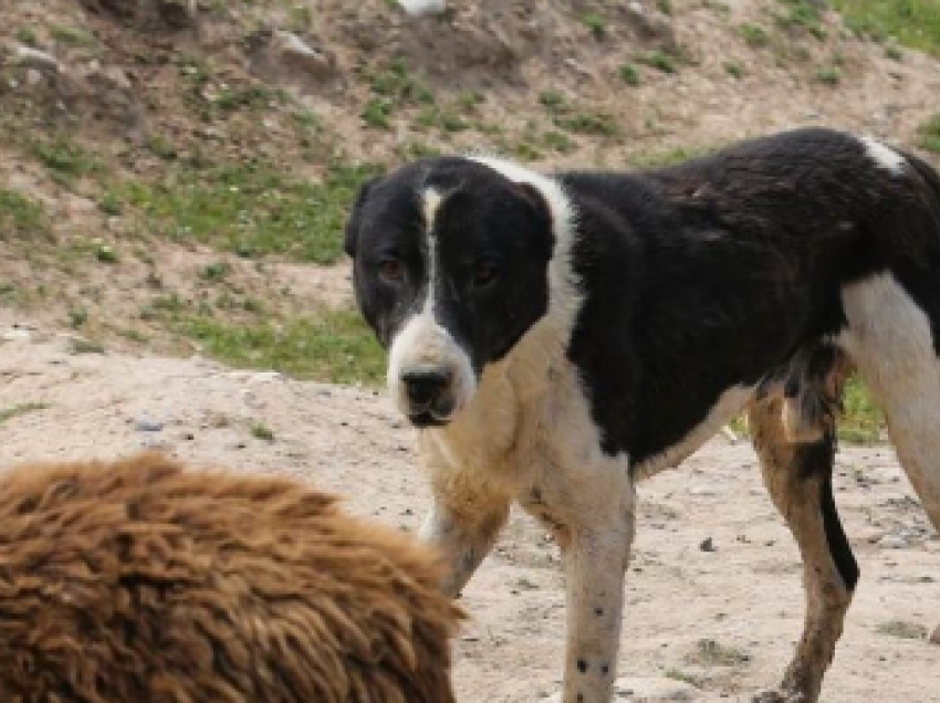 Qytetari nga Vushtrria pëson dëme në fermën e tij të pulave – shkak qentë endacakë, kërkon kompensim nga Komuna!