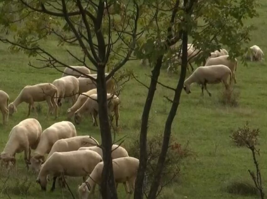 Rritet numri i fermerëve në Prizren që merren me bagëti