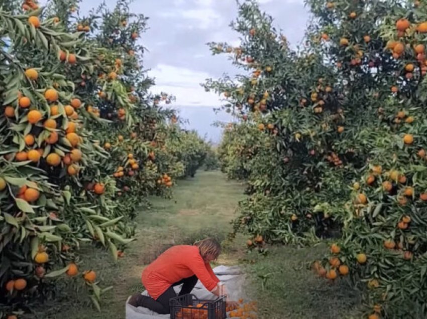 Fshati i mandarinave në Berat, i gjithë prodhimi shkon për eksport