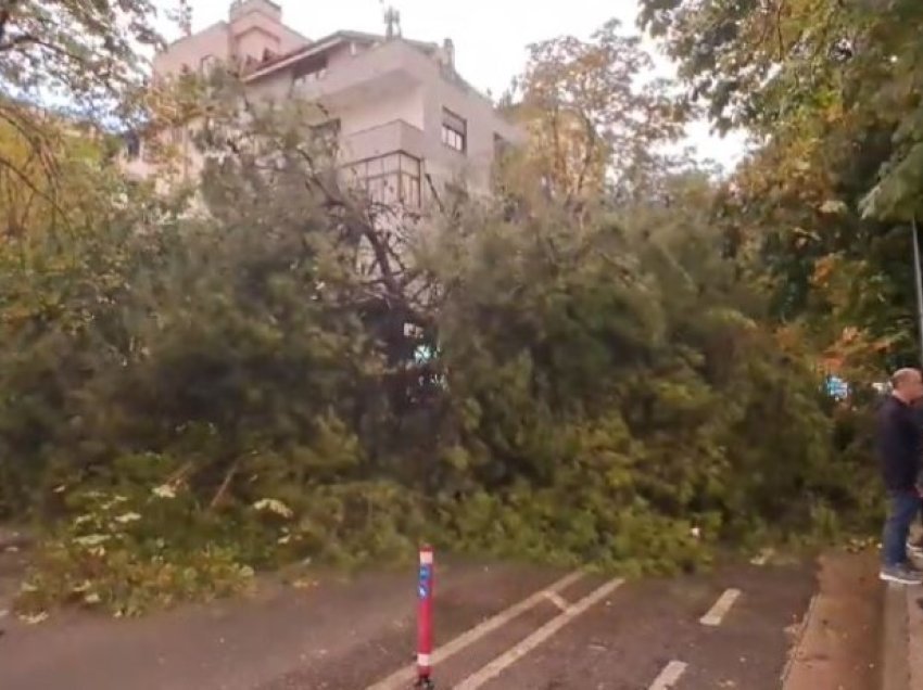 Moti i keq/ Rrëzohet pema në Tiranë, bllokon qarkullimin e automjeteve