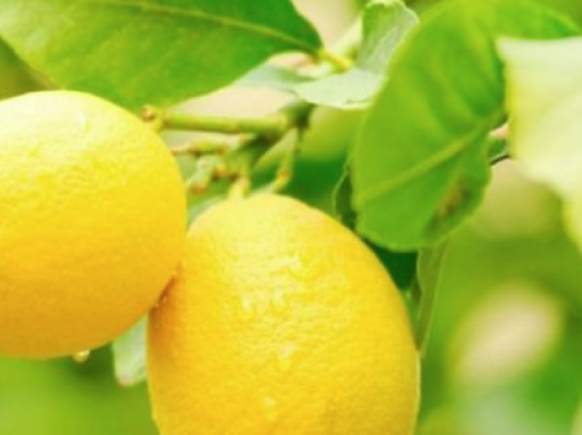 Nëntë arsye pse duhet të hani limon çdo ditë