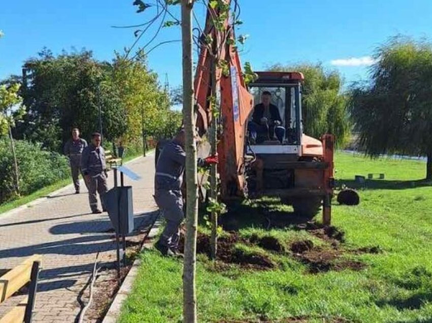 Vazhdon mbledhja e drunjve dekorativ në hapësirat publike në Vushtrri