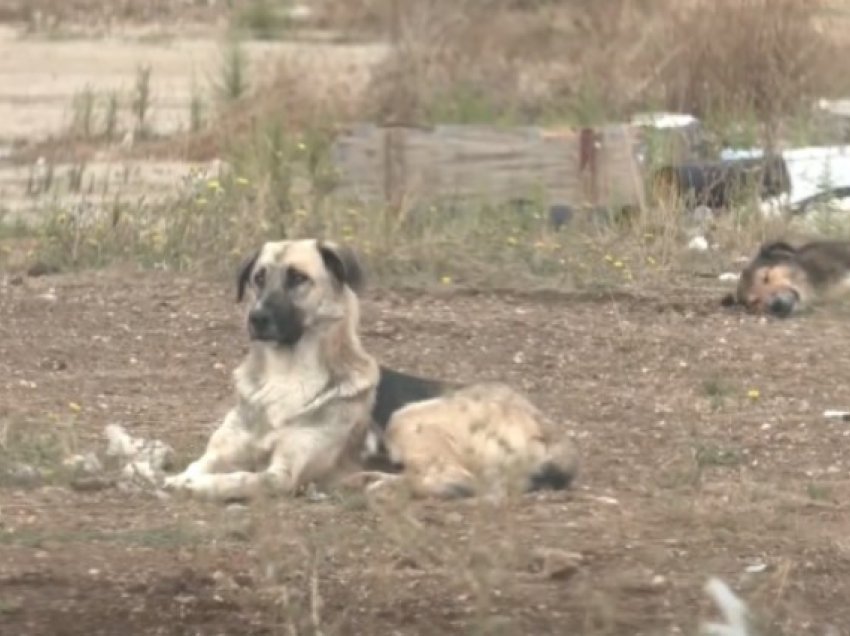 Brestovci s’e mban fjalën, thotë se largimi i qenve endacakë nga QKUK do bëhet deri në mars