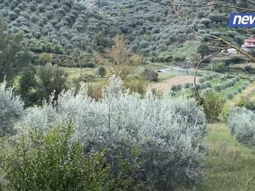 Ullinjtë e Bilçës në Berat nuk gjejnë treg shitjeje, fermerët: Tregtarët e shesin me dyfishin e çmimit tonë