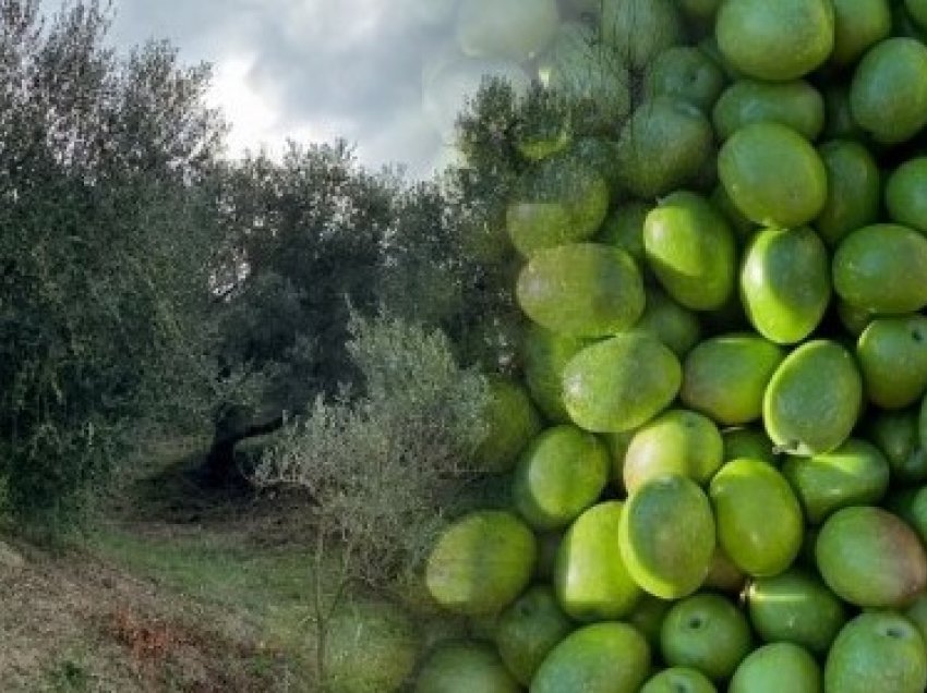 Vështirësitë e fermerëve të ullirit në Berat, bie niveli i prodhimit në 30%