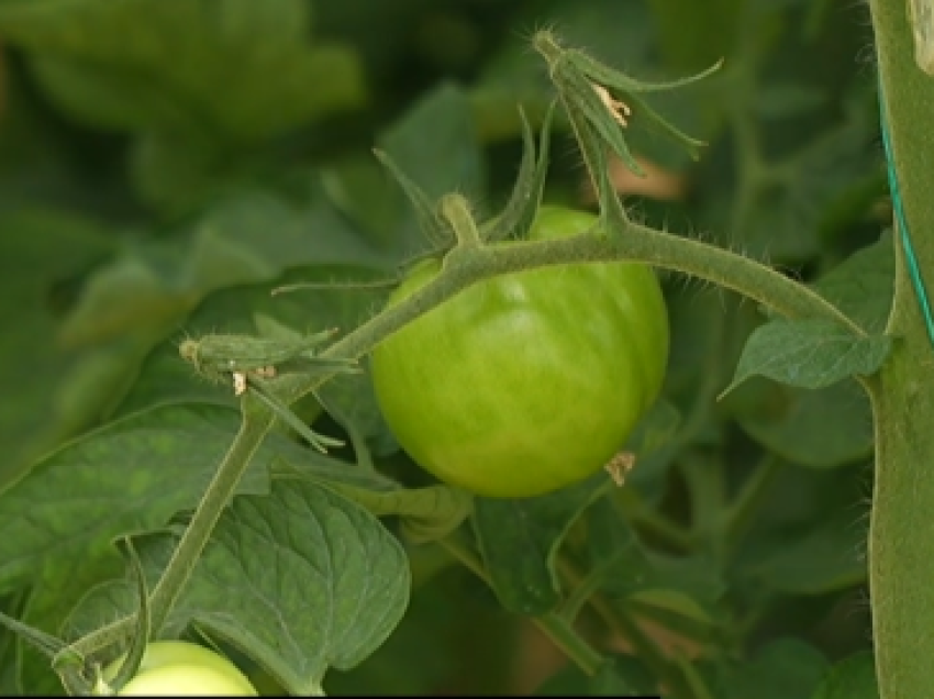 Perime pa pesticide! Prodhimet organike pa kimikate shkojnë të gjithë për eksport