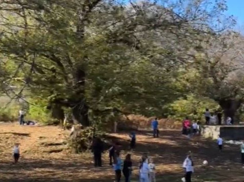 Gështenjat i mbledhin turistët! Në Reç të Shkodrës, 120 familje të punësuara në 500 hektarë