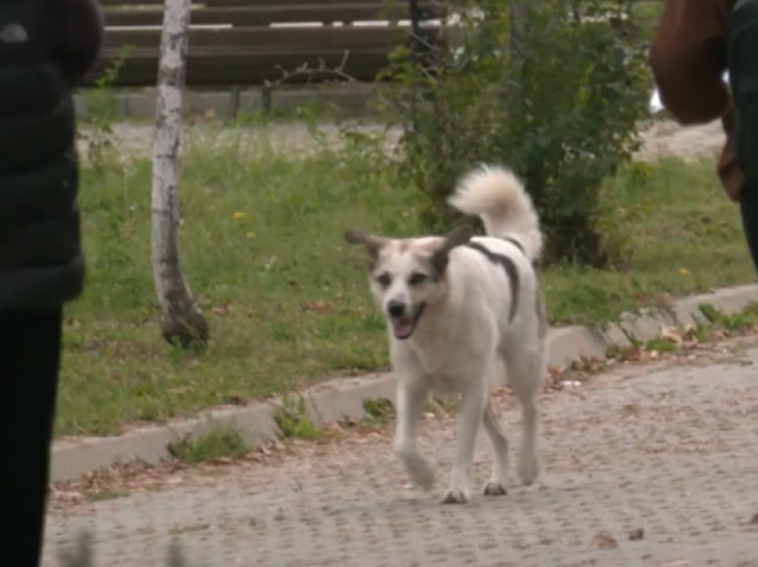 Kapen 30 qen endacakë në oborrin e QKUK-së, qytetarët ndihen të rrezikuar