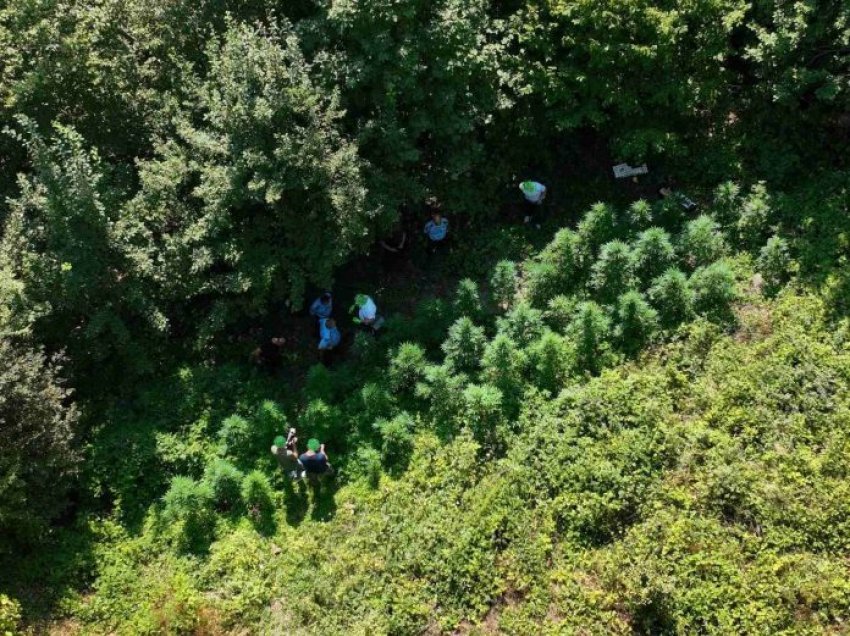 Policia zbulon parcelë me kanabis sativa në Gjakovë, asgjëson rreth 100 bimë