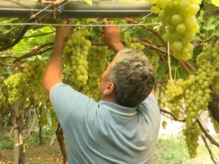 Fshatrat e Kavajës plot me rrush, bujqit në kërkim të tregjeve të huaja