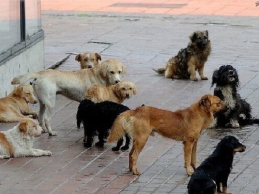 Sulmohen dy persona nga qentë endacak në afërsi të QKUK-së