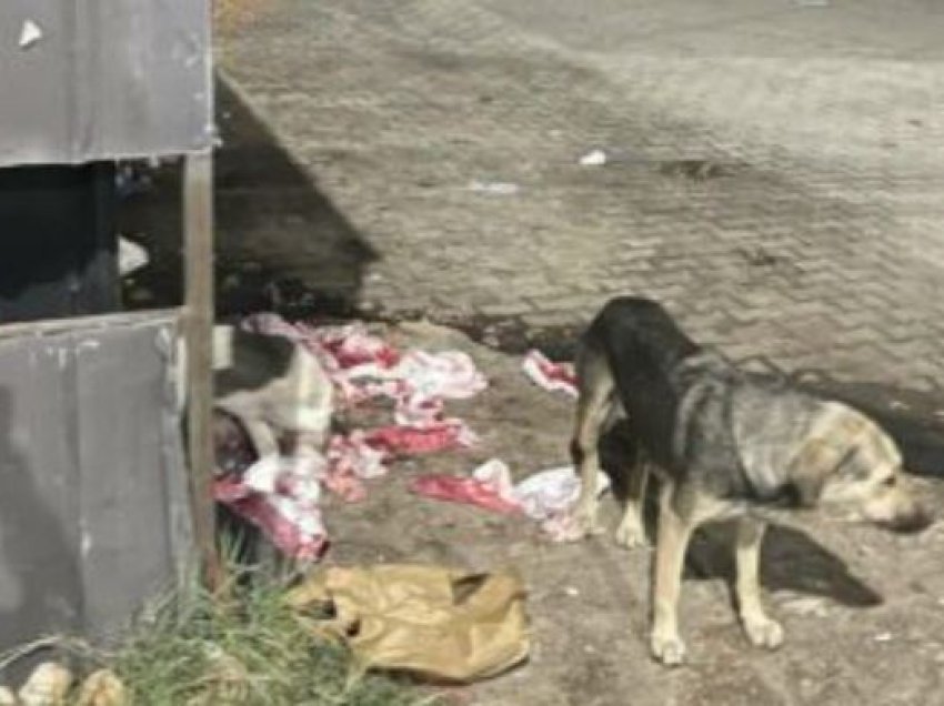 Pamje horror nga QKUK: “Qeni tapall” me shumë shokë shqyejnë fashat me gjak të pacientëve