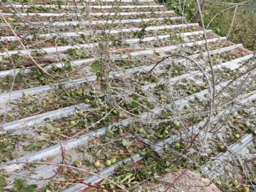 Mbi 500 bujq kanë paraqitur dëme nga vërshimet e fundit në rajonin e Pollogut