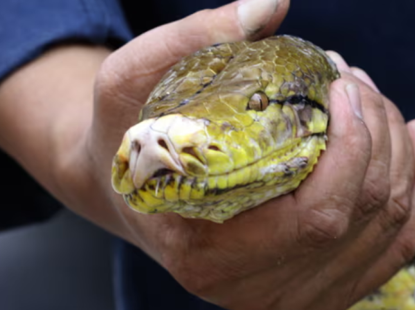 Shpëtohet gruaja tailandeze e mbajtur nga pitoni 4m i gjatë prej më shumë se një ore