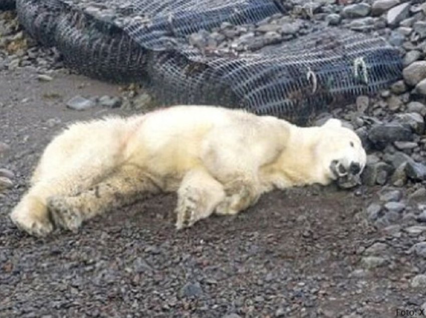 ​Policia vret një ari polar në Islandë