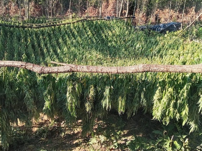 Prokuroria kërkon paraburgimin e të arrestuarit për drogën milionëshe në Pejë