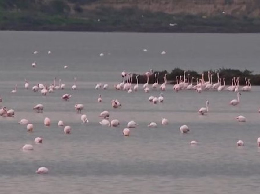 Shtohen flamingot në Lagunën e Nartës, por e ardhmja e tyre e kërcënuar