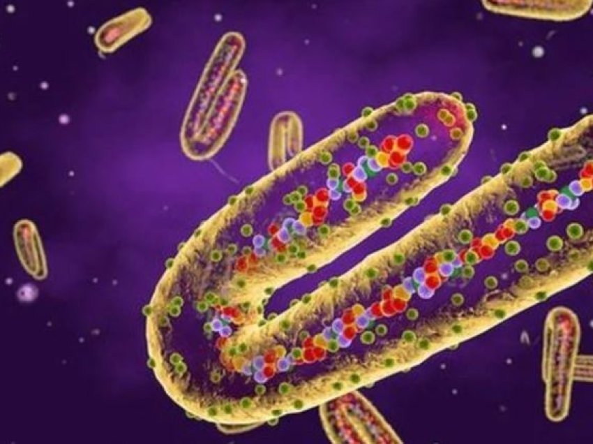 Shpërthen virusi i rrezikshëm, 6 të vdekur deri tani/ Transmetohet tek njeriu përmes lakuriqëve të natës