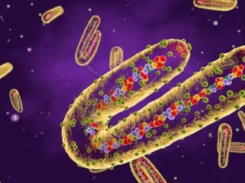 Shpërthen virusi i rrezikshëm, 6 të vdekur deri tani/ Transmetohet tek njeriu përmes lakuriqëve të natës