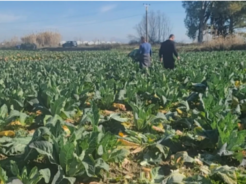 Fshati i lulelakrës/ Në IMSHT të Lushnjës fermerët ankohen për çmimet e shitjes