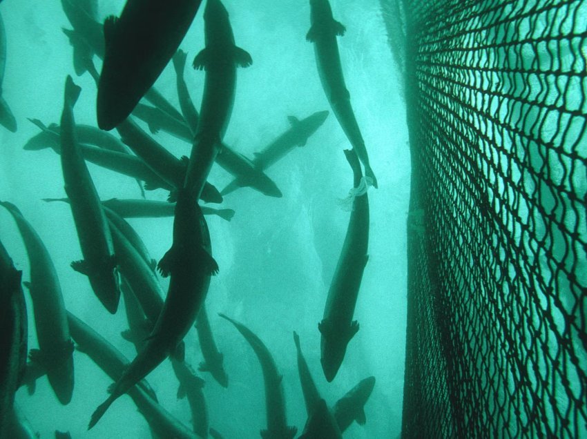 Shpërblim për të kapur 27,000 salmonët e arratisur në Norvegji