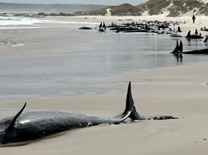 Bllokim masiv në një plazh të Australisë: Mbi 150 balena ngordhin