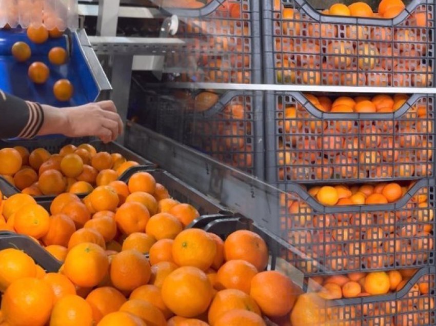 Kroacia i ktheu mbrapsht, 10 ton mandarina me pesticide u shitën në Shqipëri, 3 të arrestuar