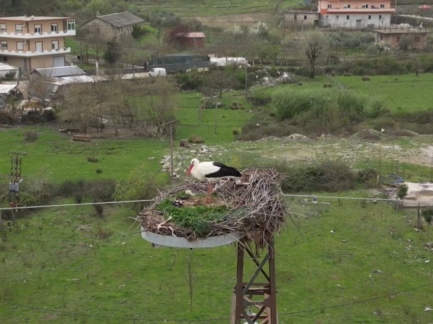 Mbrojtja e faunës së egër, rritet interesi për ekoturizëm në Gjirokastër