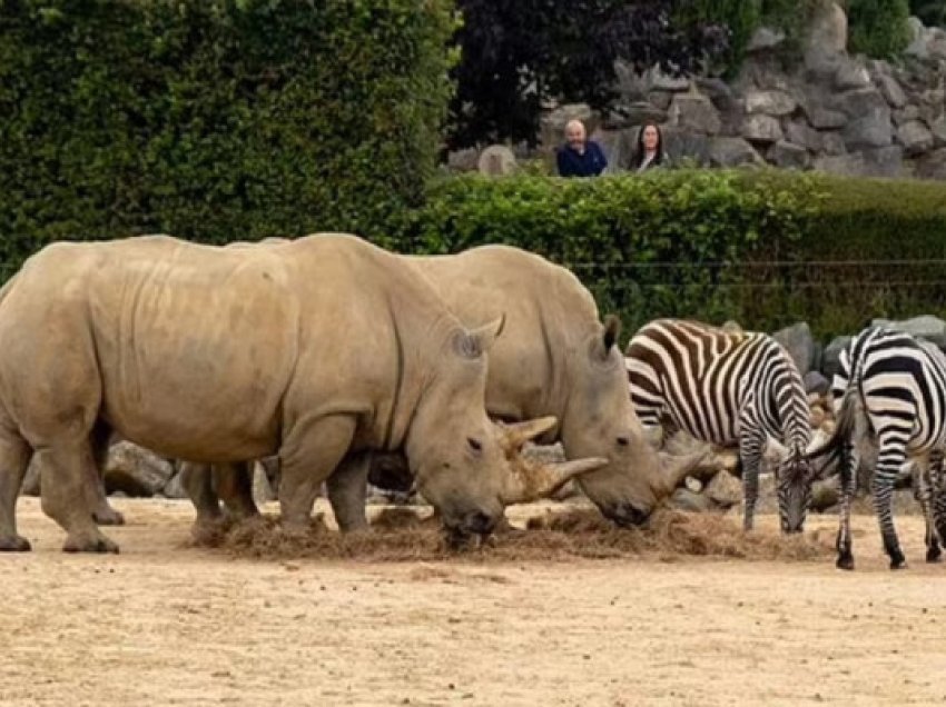 ​Zebra e kopshtit zoologjik ngordh pas 'incidentit' me rinoqerontin