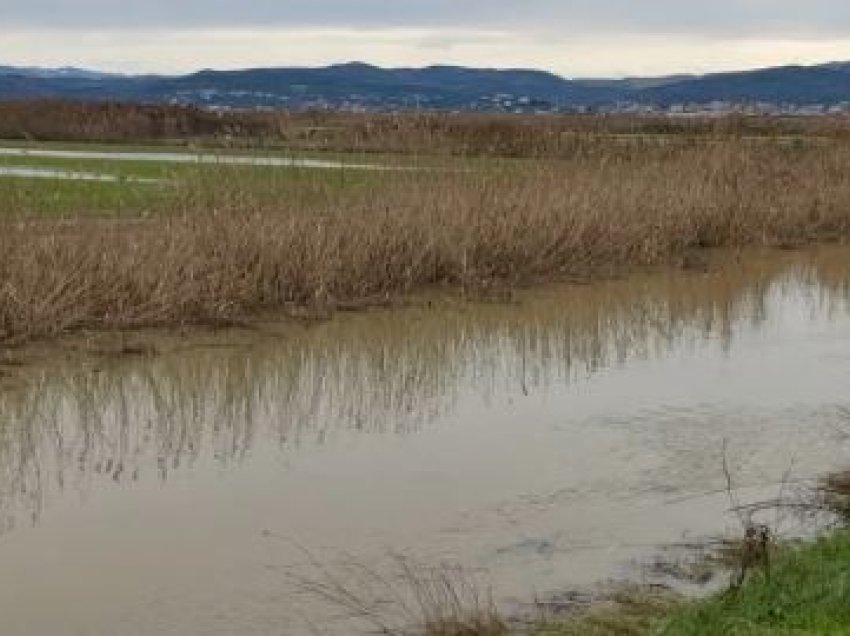 Përmbyten tokat, shirat në Myzeqe vunë në vështirësi edhe blegtorët