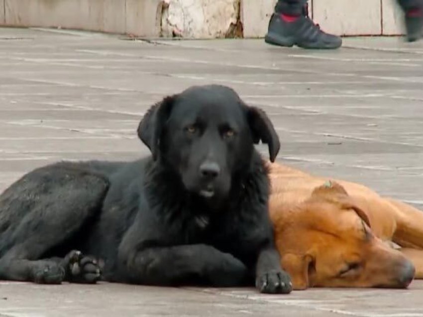 Tre persona nga Shkupi dje janë kafshuar nga qentë endacakë