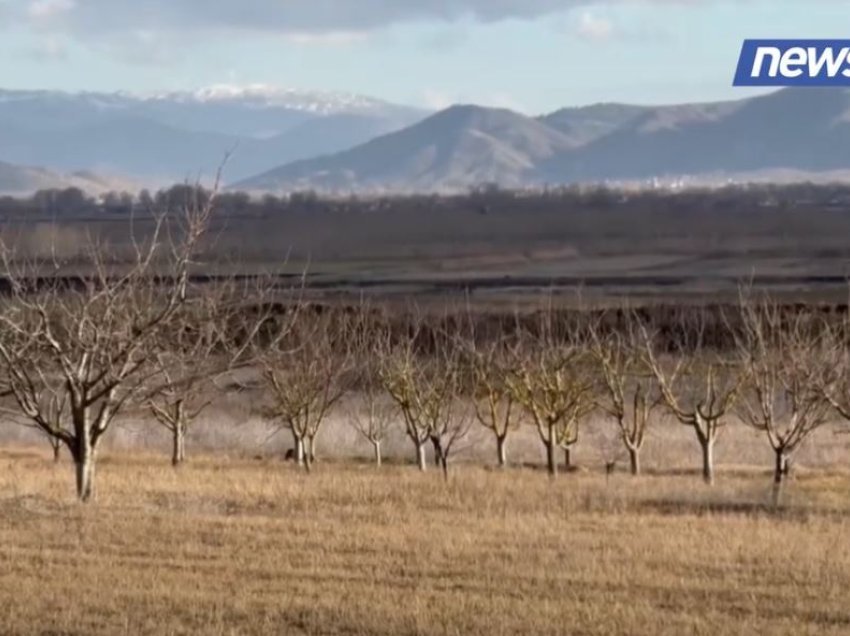 Shkakton dëme të mëdha në bujqësi, miu i arave një problem shqetësues për fermerët e Maliqit