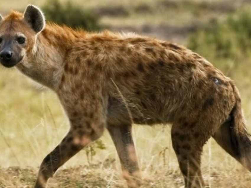 Një hienë me pika është shfaqur në Egjipt, për herë të parë në 5000 vjet